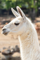 Obraz premium ラマ