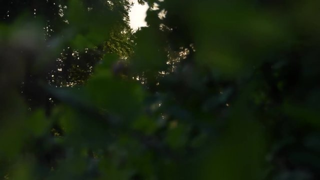 couch&eacute; soleil