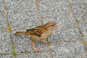 The house sparrow (Passer domesticus) on the stone pavement