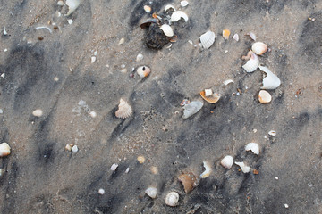 Gray wet sand with shells of various colors and sizes. Background. There is a place for text. Copy space.