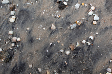Gray wet sand with shells of various colors and sizes. Background. There is a place for text. Copy space.