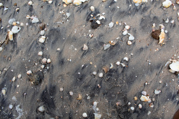 Gray wet sand with shells of various colors and sizes. Background. There is a place for text. Copy space.