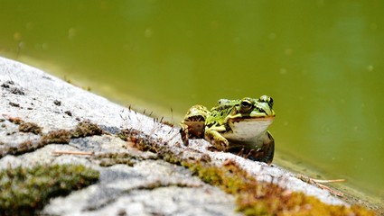 Lake or Pool Frog (Pelophylax lessonae), Marsh frog (Pelophylax ridibundus), edible frog (Pelophylax esculentus) on the edge of the pond. Cute green frog resting on the shore of the pond