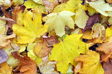 Multicolored maple leaves lie on the grass.
