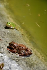 European common brown frog or common frog (Rana temporaria) or moor frog (Rana arvalis) on the edge of the pond. Brown frog resting on the shore of the pond