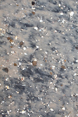 Gray wet sand with shells of various colors and sizes. Background. There is a place for text. Copy space.