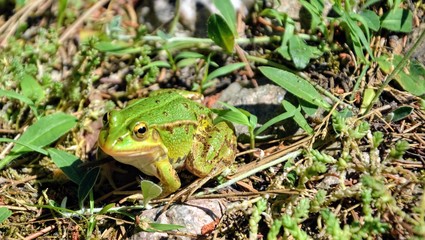 Cute green Pool Frog (Pelophylax lessonae), Marsh frog (Pelophylax ridibundus), edible frog (Pelophylax esculentus) in the grass