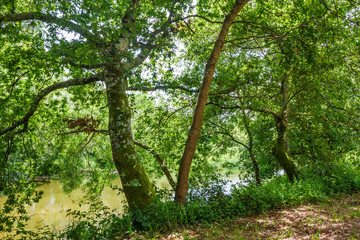 Fototapeta na wymiar Trees on Umia riverbank