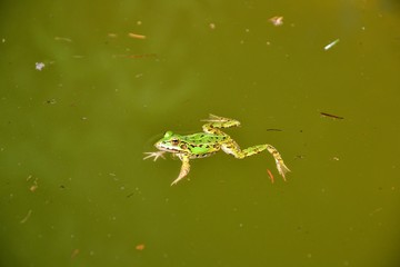 Lake or Pool Frog (Pelophylax lessonae), Marsh frog (Pelophylax ridibundus), edible frog (Pelophylax esculentus) swimming in the pond.