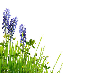 Wild green grass and blue muscari flowers
