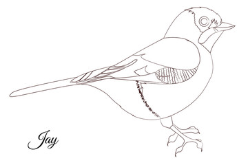 Jay bird coloring. Vector outline picture