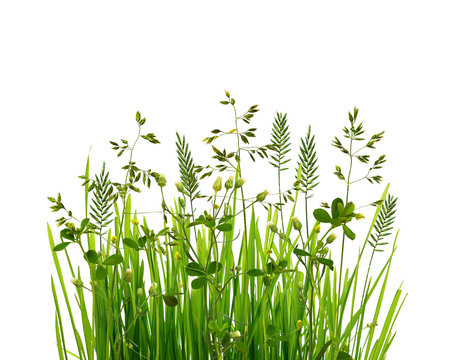 Wild green grass isolated on white background