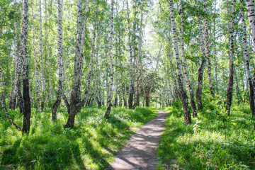 Path in the birch grove