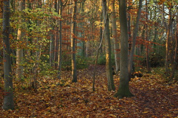 Autumn Woods