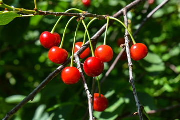 Fototapeta premium Ripe red cherries on a tree branch close-up. Ripe red cherries on the tree branch close-up. Cherry tree.