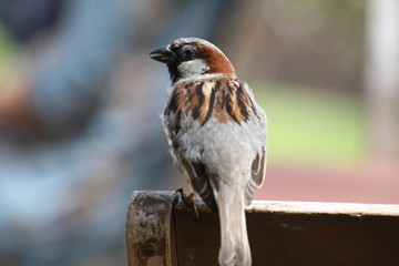 Sparrow Floof