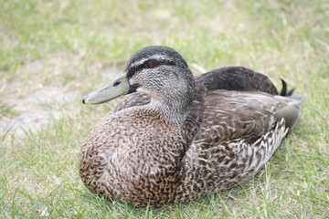 Female Mallard at rest