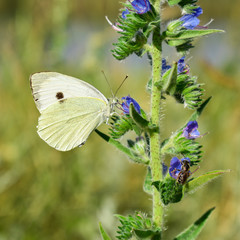 Butterfly, bee, blue flower. A black and white butterfly collects nectar from a blue flower and a flying honey bee.