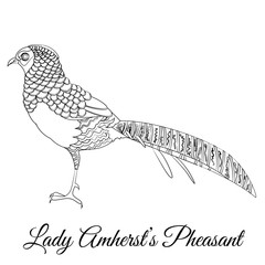 Fototapeta na wymiar Lady Amherst pheasant bird coloring
