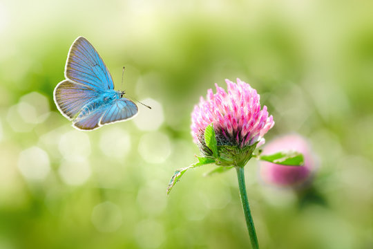 Wild clover flowers and blue butterfly macro