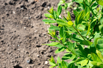 Green leaves of tropical plants. Gorgeous juicy greens. Green life