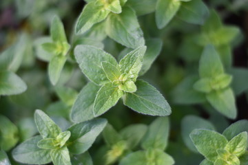 Oregano (Origanum vulgare)