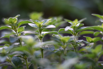 Oregano (Origanum vulgare)