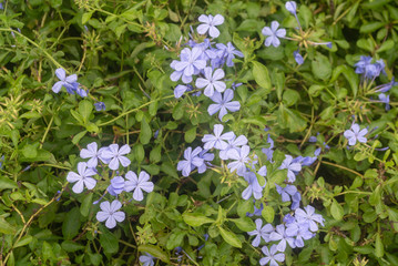 blue flowers in the garden