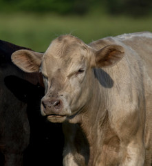 portrait of cow in field