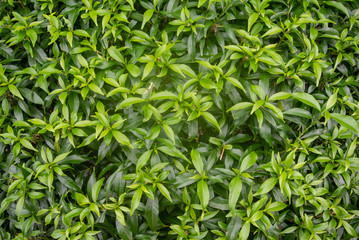 background of green leaves