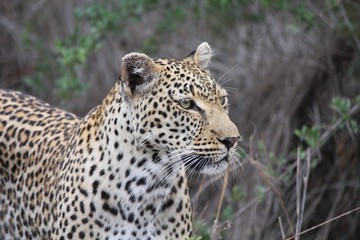 portrait d'une panthère dans la savane en Afrique du Sud