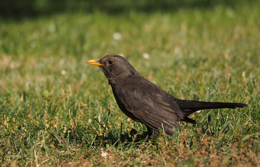 Turdus merula cabrerae