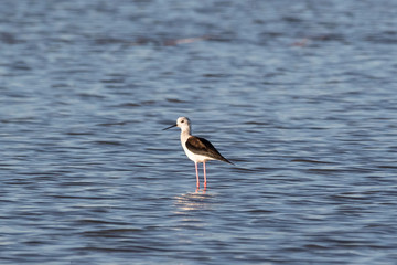A black-winged stilt standing in water near the shore