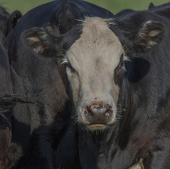 Fototapeta premium cows in field with flies 