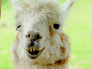 Funny Lama Portrait