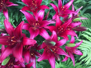 pink flowers in the garden