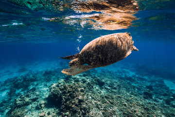 Sea turtle in blue ocean. Green sea turtle underwater