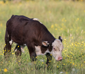 calf in the field 