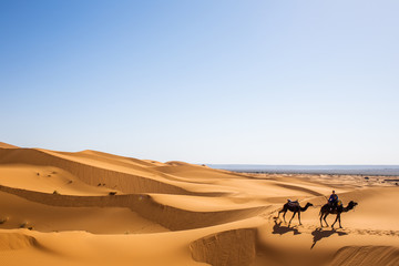 Fototapeta na wymiar Caravan of one person and two camels in summer Sahara getting to breathtaking international destination, berber nature sands landscape of Safari environment, Arabian adventure in Morocco desert
