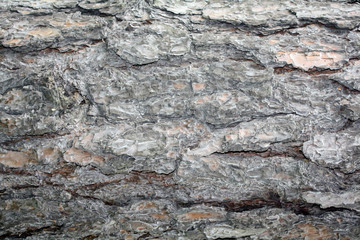 pine bark for texture