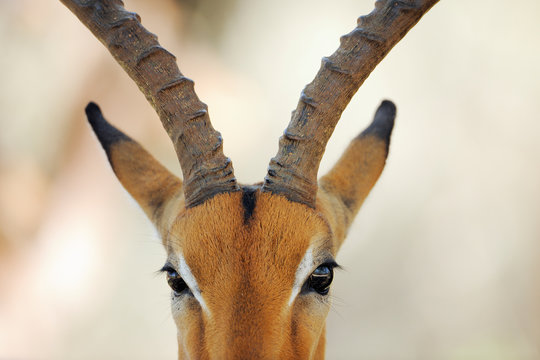 Close up portrait of impala antelope