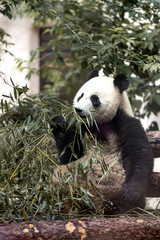 giant panda eating bamboo