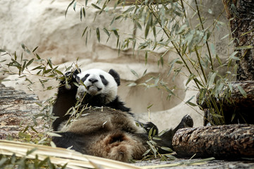 giant panda eating bamboo