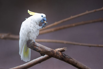 white cockatoo sitting on a branch
