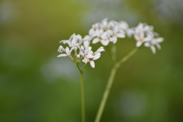 Waldmeisterbl&uuml;ten (Galium odoratum)