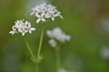 Fototapeta premium Waldmeisterblüten (Galium odoratum)