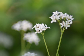 Waldmeisterblüten (Galium odoratum)