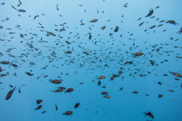 Fishes swimming in a mediterranean sea
