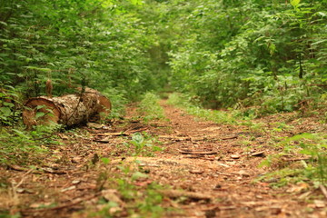 road in the forest, path