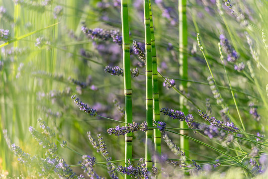 Lavande et pr&ecirc;le dans un jardin